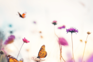 MAPLE MOUNTAIN SUNBURST RELEASES “POP-A-MATIC” SINGLE + MUSIC VIDEO