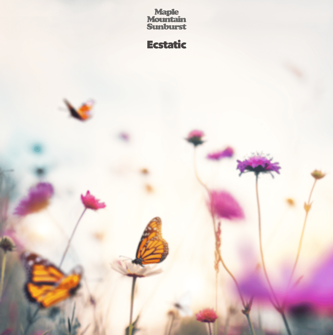 MAPLE MOUNTAIN SUNBURST RELEASES, “POP-A-MATIC”